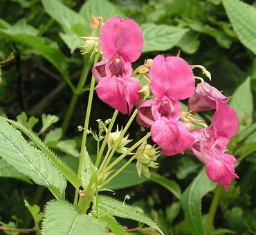 Himalayan Balsam control along the River Seph