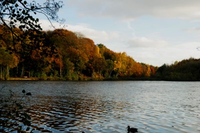 Newmillerdam Autumn Walks. The Pledwick, Wakefield, West Yorkshire