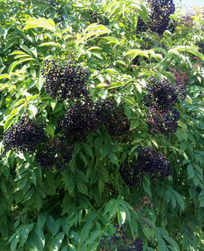 Northern Living - Elderberry Wine – A Useful Tip