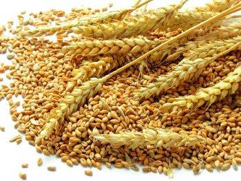 Fad Diets, Food Intolerances and Auto-Immune Disorders - The differences...